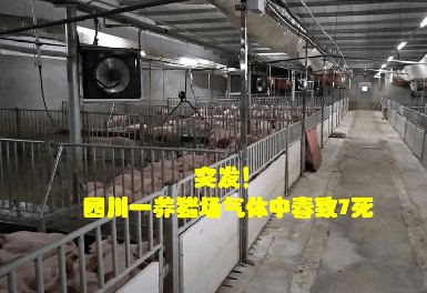 四川一養(yǎng)豬場發(fā)生化糞池氣體中毒事故，逸云天氣體檢測儀守護安全